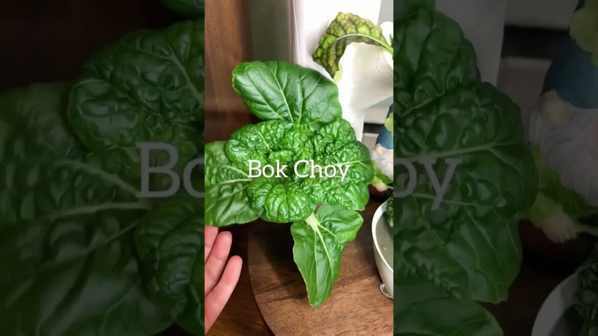 Leafy Greens. They Don’t Have to Be Green! #gardening Leafy Greens. They Don’t Have to Be Green! #gardening