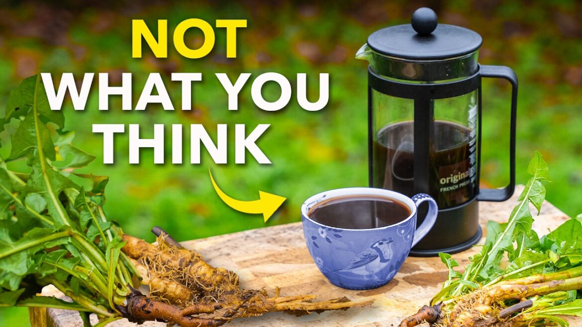 How to Grow ‘Coffee’ at Home (Surprisingly Easy) How to Grow ‘Coffee’ at Home (Surprisingly Easy)