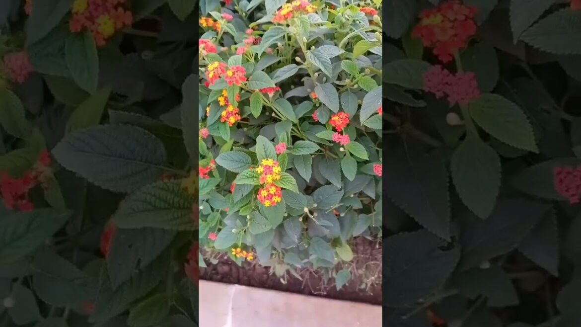 lantana flower plant | hamare paas waale park mein laga he | #viral #plants #trending #shorts