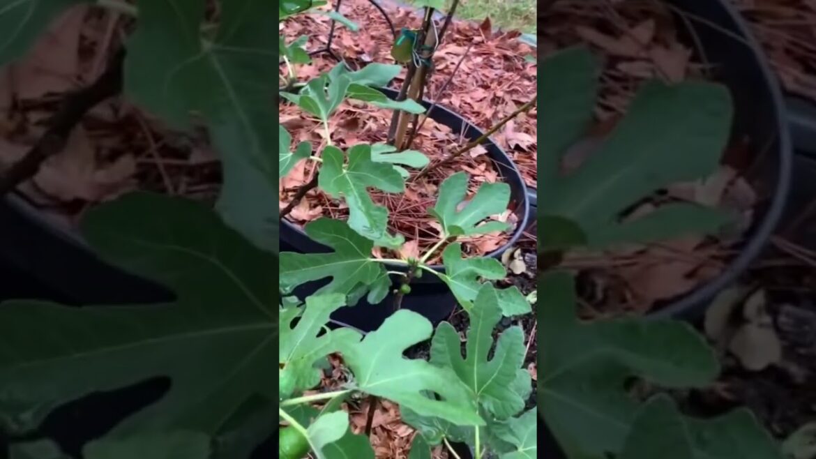 3 BENEFITS OF COLLECTING RAINWATER | HARVESTING RAINWATER 3 BENEFITS OF COLLECTING RAINWATER | HARVESTING RAINWATER