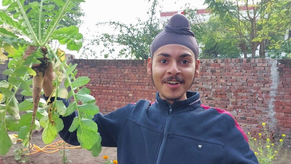 Seasons first Muli (radish) harvest review