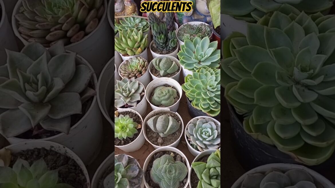 Succulents #shorts #short #gardening #succulent #garden