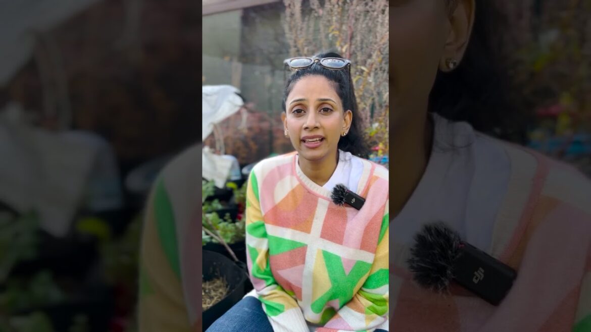 Lessons From Dee’s First Vegetable Garden