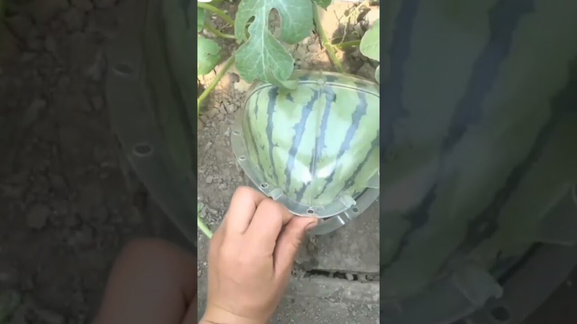 Tiger Eyes Watermelon 🍉 ?!? 😱 #shorts #satisfying #fruit #garden #watermelon #fruitcutting