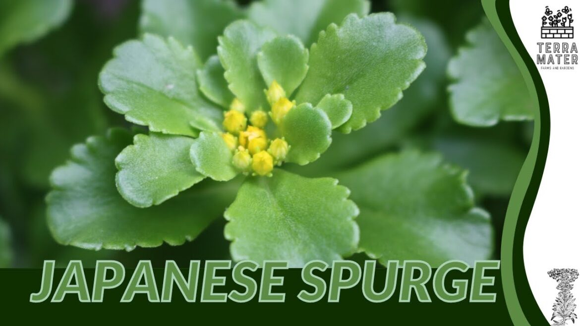 JAPANESE SPURGE Unveiled: Descriptions and More! (Pachysandra terminalis) JAPANESE SPURGE Unveiled: Descriptions and More! (Pachysandra terminalis)