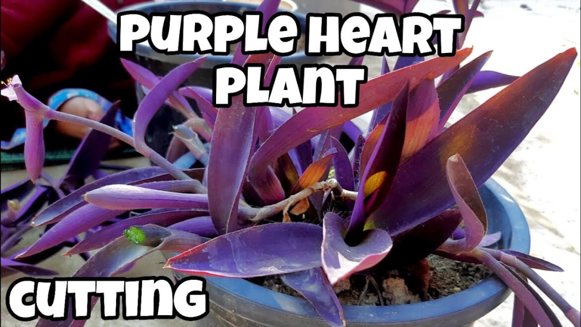 पर्पल हार्ट प्लांट की कटिंग कैसे बढ़ाएं ? || #trending #viral #growplants #plants #gardening #plants पर्पल हार्ट प्लांट की कटिंग कैसे बढ़ाएं ? || #trending #viral #growplants #plants #gardening #plants