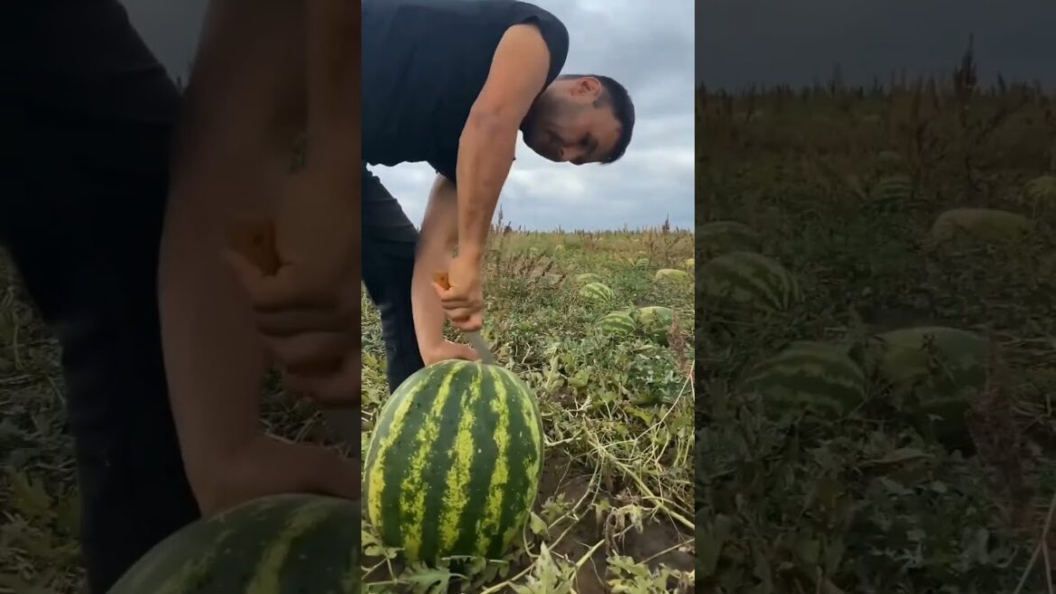 Tiger Eyes Watermelon 🍉 ?!? 😱 #shorts #satisfying #fruit #garden #watermelon #fruitcutting