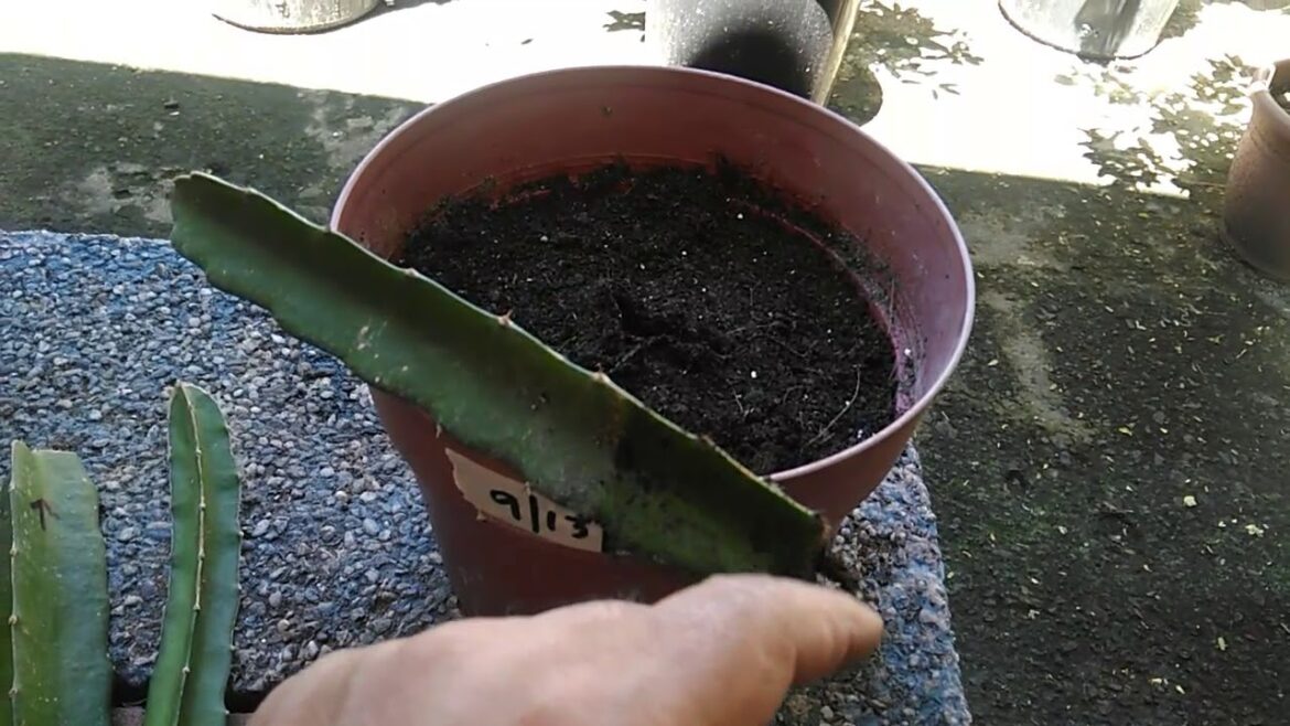 Container Gardening - How to Root Young Dragon Fruit Cuttings