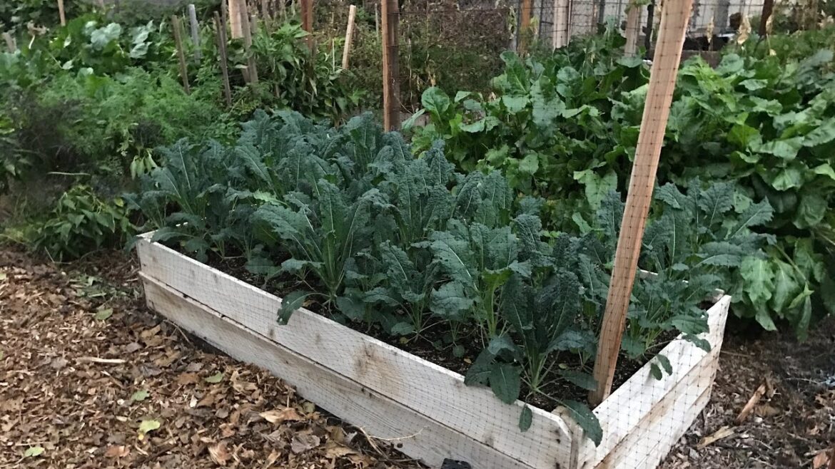 RAISED BED GARDENING - How to Grow a Raised Bed Vegetable Garden!