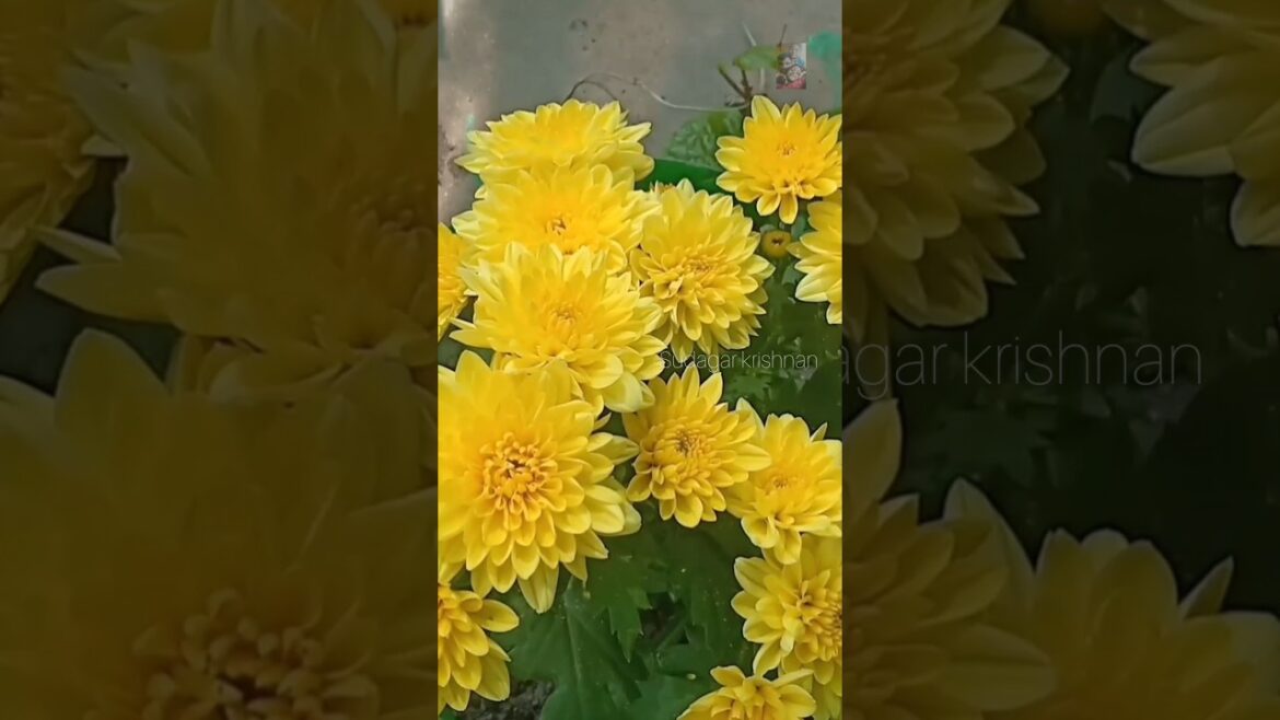 my terrace garden update!!