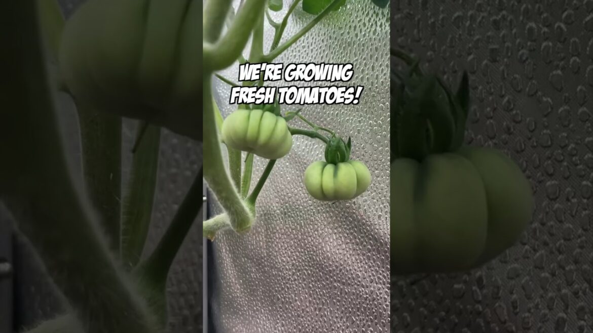 Tomato plant Time lapse 🍅🌱  1 week of indoor tomatoes  #gardening