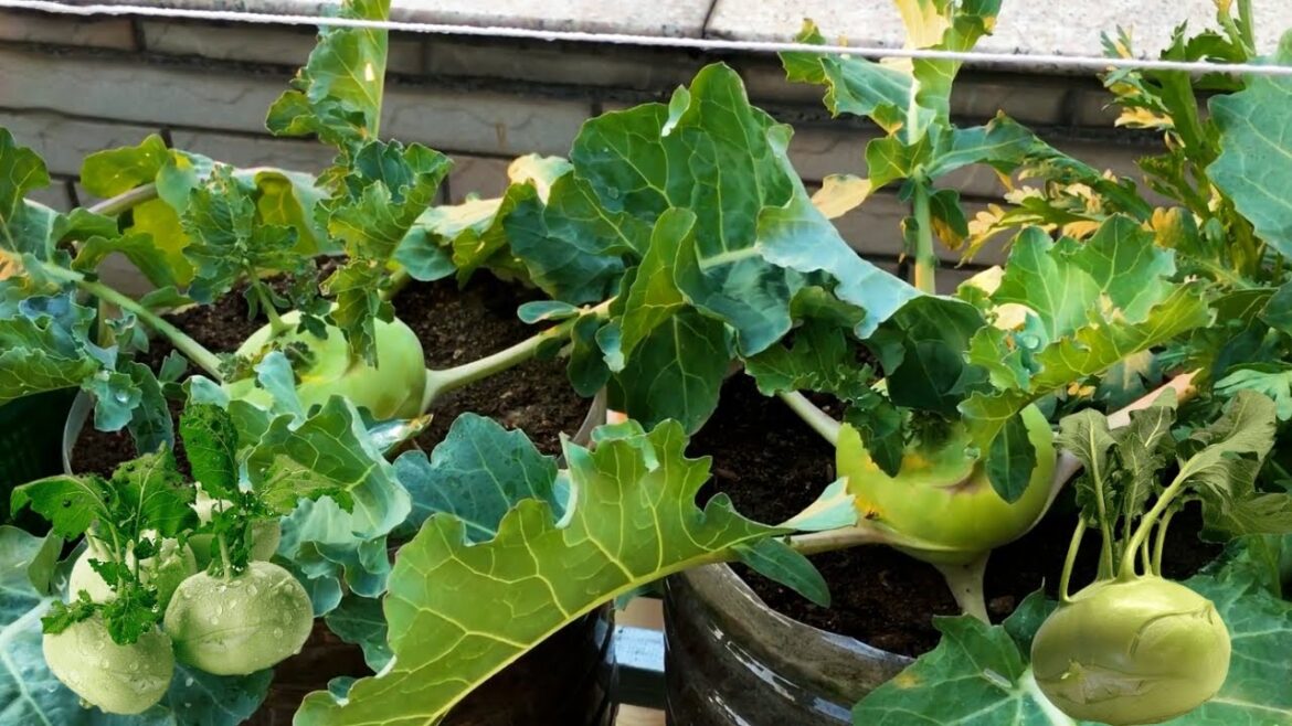 Use empty oil barrels to grow vegetables and harvest a large basket of kohlrabi