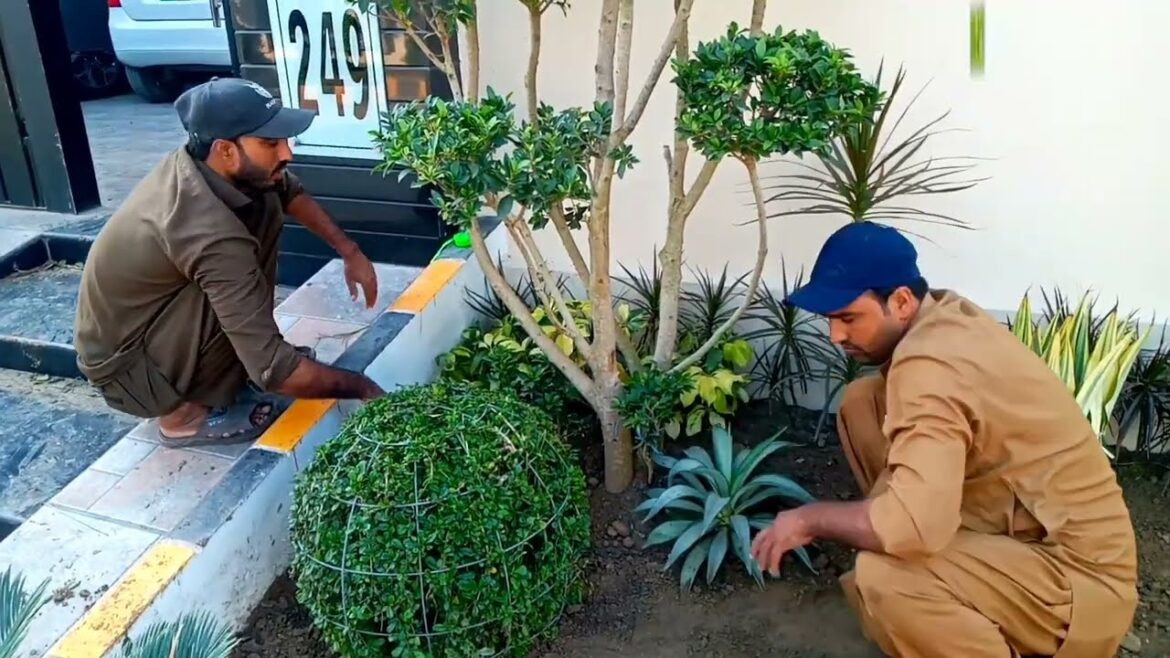 2 kanal House outside garden Landscaping design of Arifwala city Before After Complete 03004592737