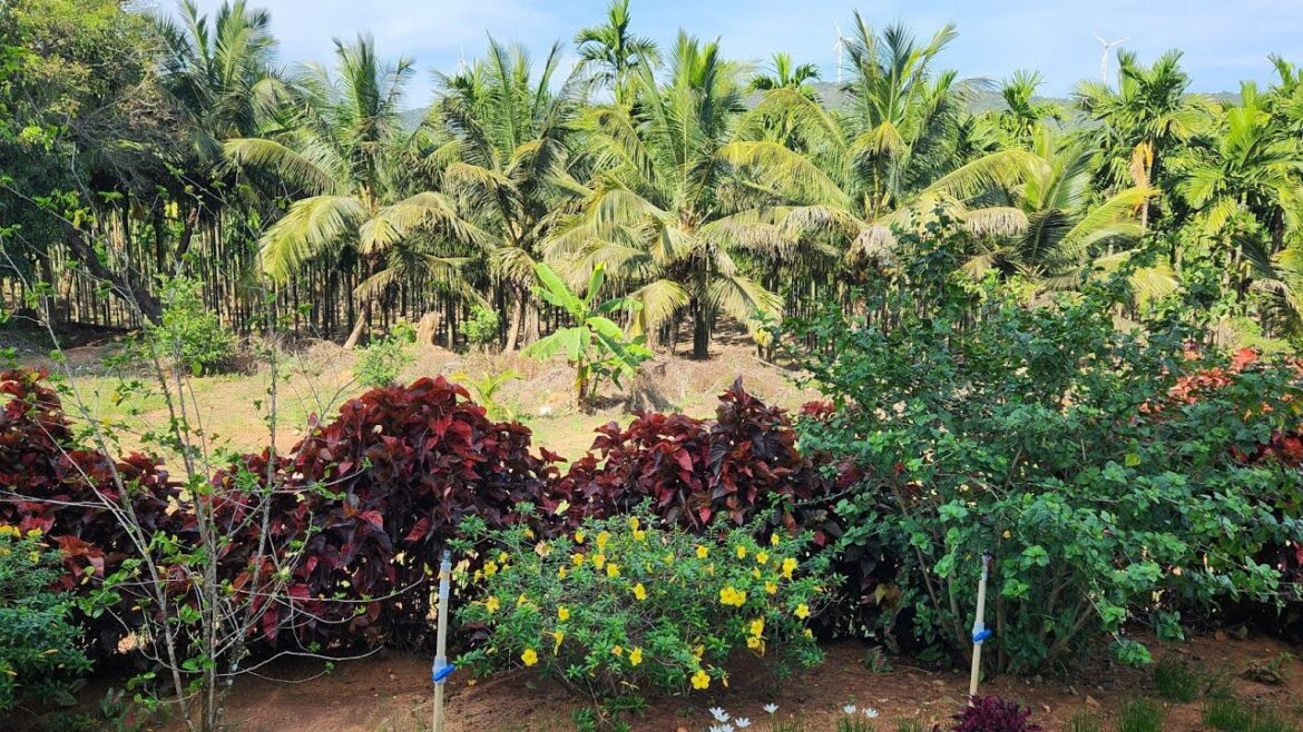 Experience a Serene Morning in My Enchanting Garden Experience a Serene Morning in My Enchanting Garden