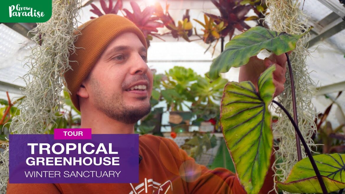 UK TROPICAL GREENHOUSE  | 6ft x 8ft Jungle Sanctuary