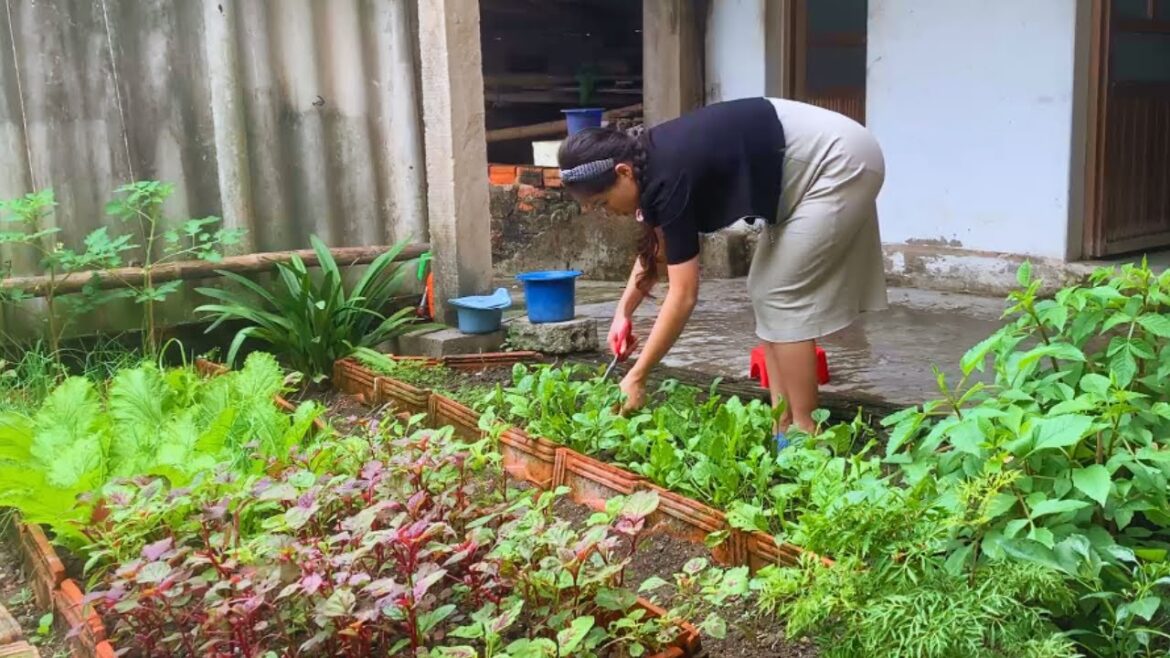 Vegetable Garden Renovation Episode 9 – Harvest All The Vegetables In The Garden Vegetable Garden Renovation Episode 9 - Harvest All The Vegetables In The Garden