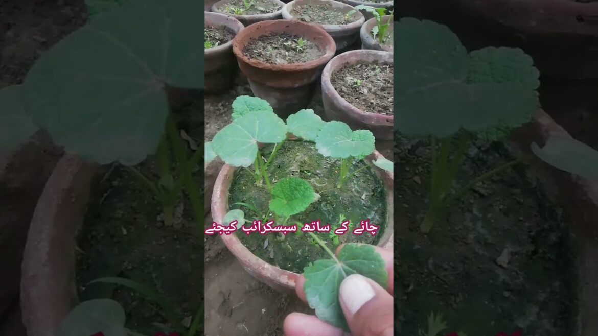 holly hock flowers part 2 #flowers