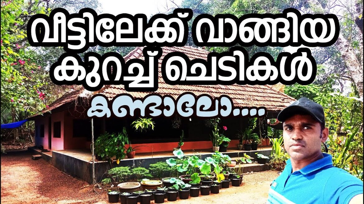 വീട്ടിലേക്ക് വാങ്ങിയ കുറച്ച് ചെടികള്‍കണ്ടാലോ....#plants buyed from nursery#goodprices #Variety Plant