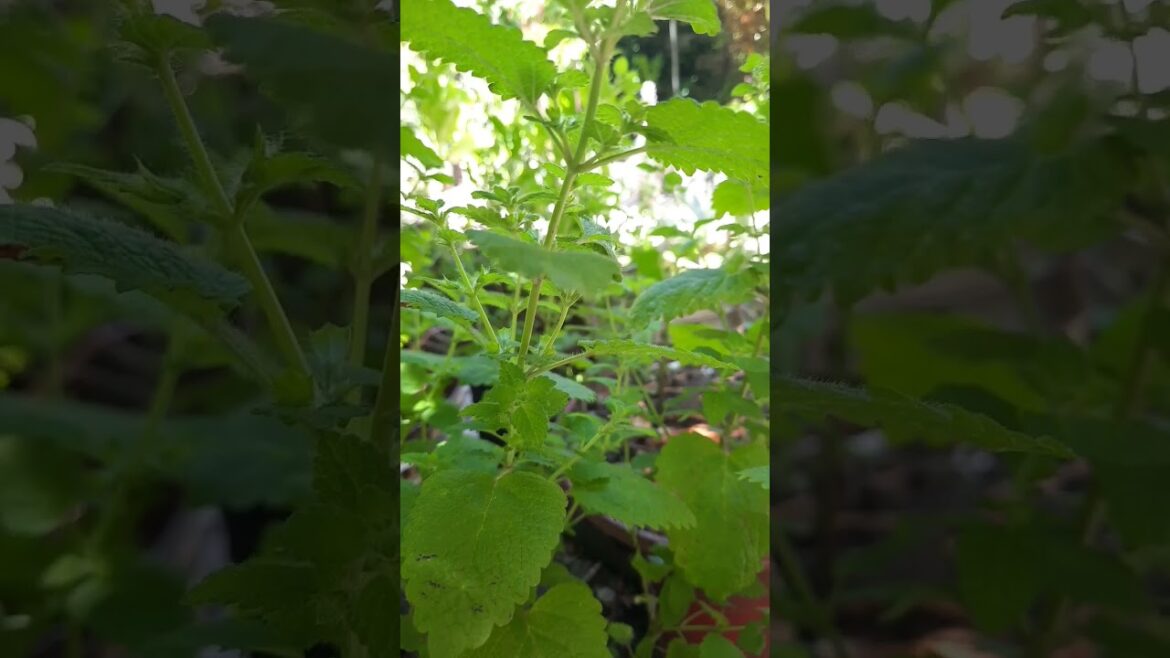 MELISA, TORONJIL-PLANTAS MEDICINALES,COMESTIBLES (LEMON BALM/MEDICINAL,EDIBLE PLANTS) #shorts (2023) MELISA, TORONJIL-PLANTAS MEDICINALES,COMESTIBLES (LEMON BALM/MEDICINAL,EDIBLE PLANTS) #shorts (2023)