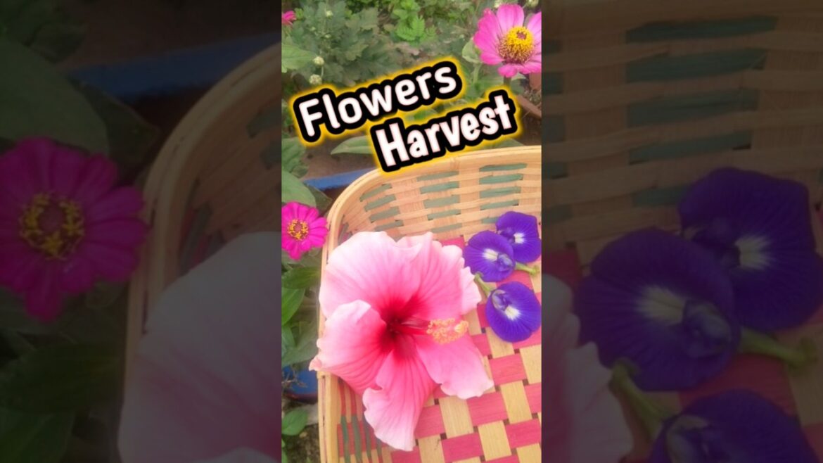 flowers harvest in my terrace garden #viral #youtubeshorts #satisfying #happy gardening