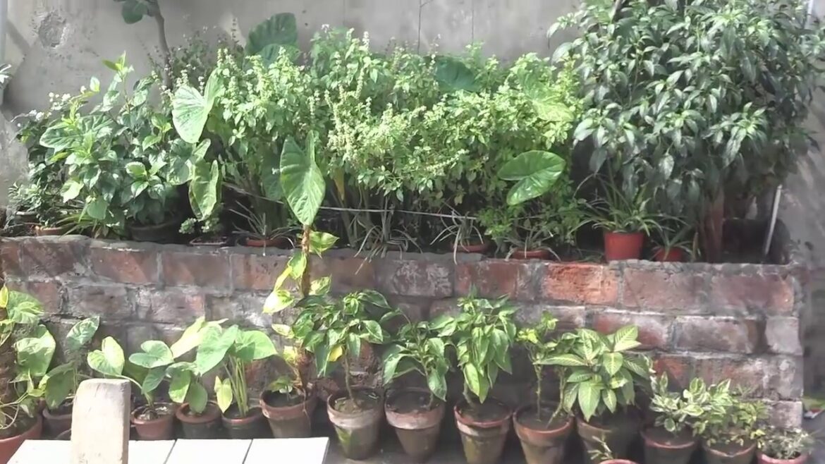 Bamboo Big Roof | Bamboo Roof for Climbing Vines | Gardening Updates | Gardening Tips (Urdu/hindi)