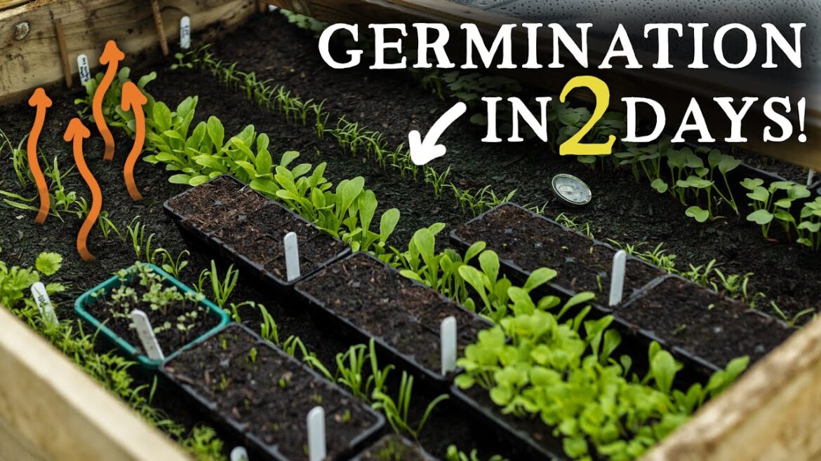 Huw Richards: Start Growing Food in January (No Polytunnel or Electric Needed!) Start Growing Food in January (No Polytunnel or Electric Needed!)