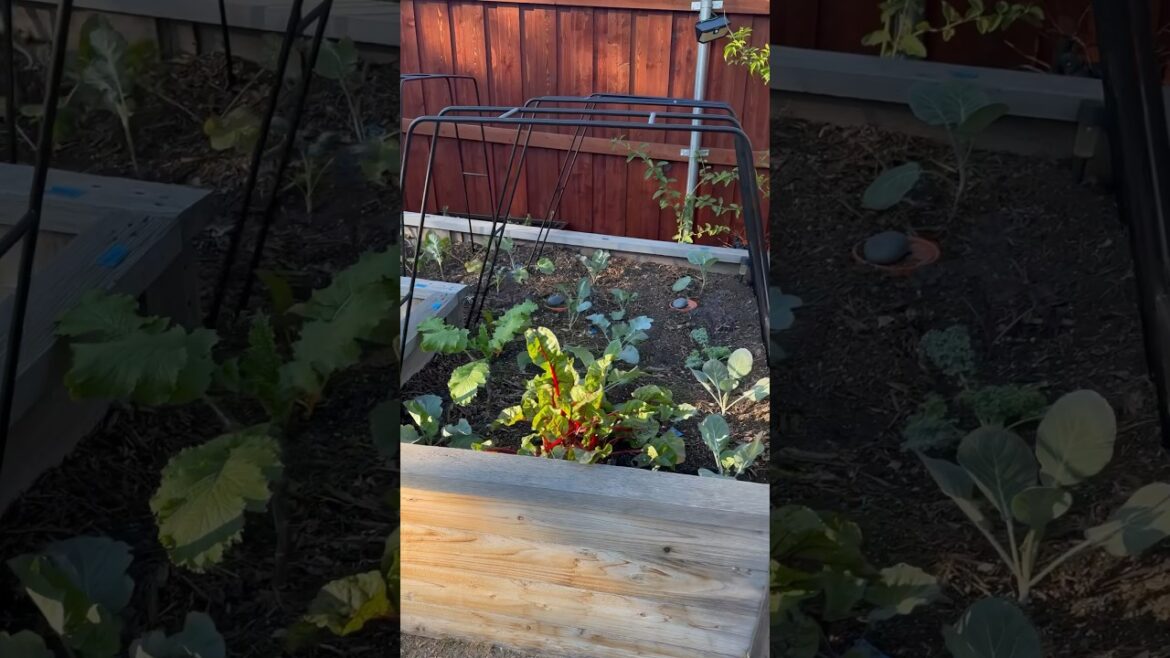 Garden Hoops #OctoberintheGarden #zone8a #fallgardening #garden Garden Hoops #OctoberintheGarden #zone8a #fallgardening #garden