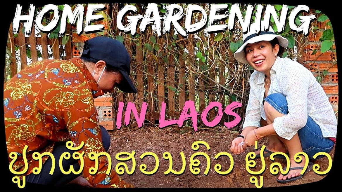 ປູກຜັກສວນຄົວໃນລາວ Vegetable gardening in Laos