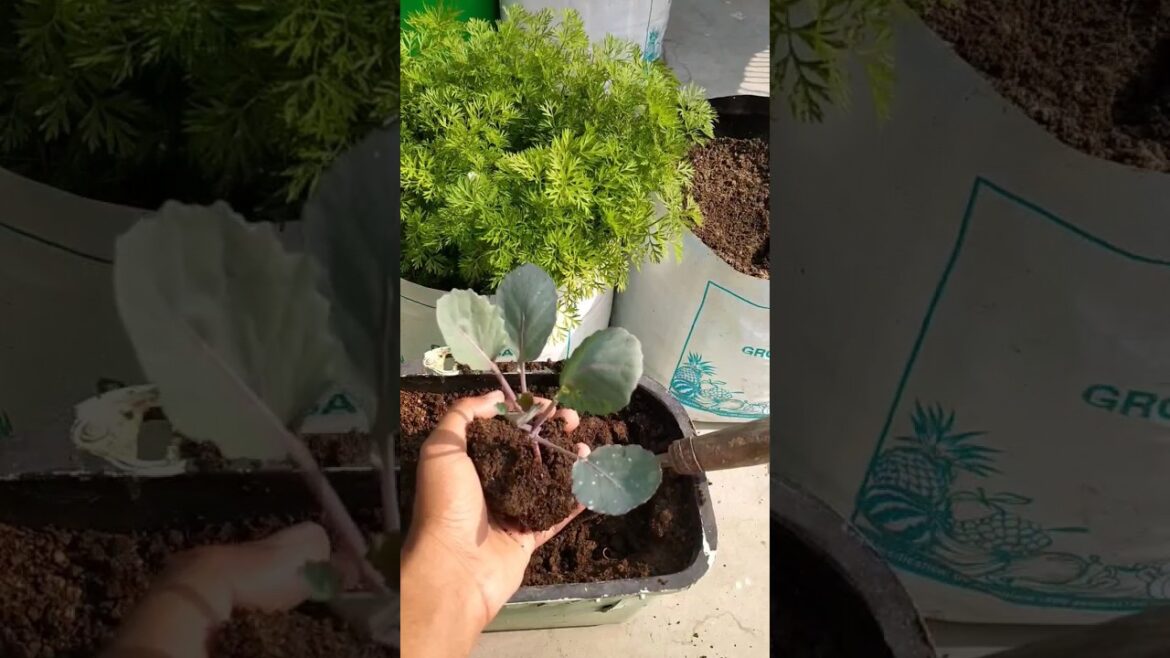 paudhe 🌱 ko kaise lagaen | 🌿 Basic tips for gardening #shorts #gardeningtips