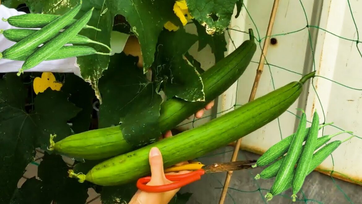 Plant and harvest fresh luffa