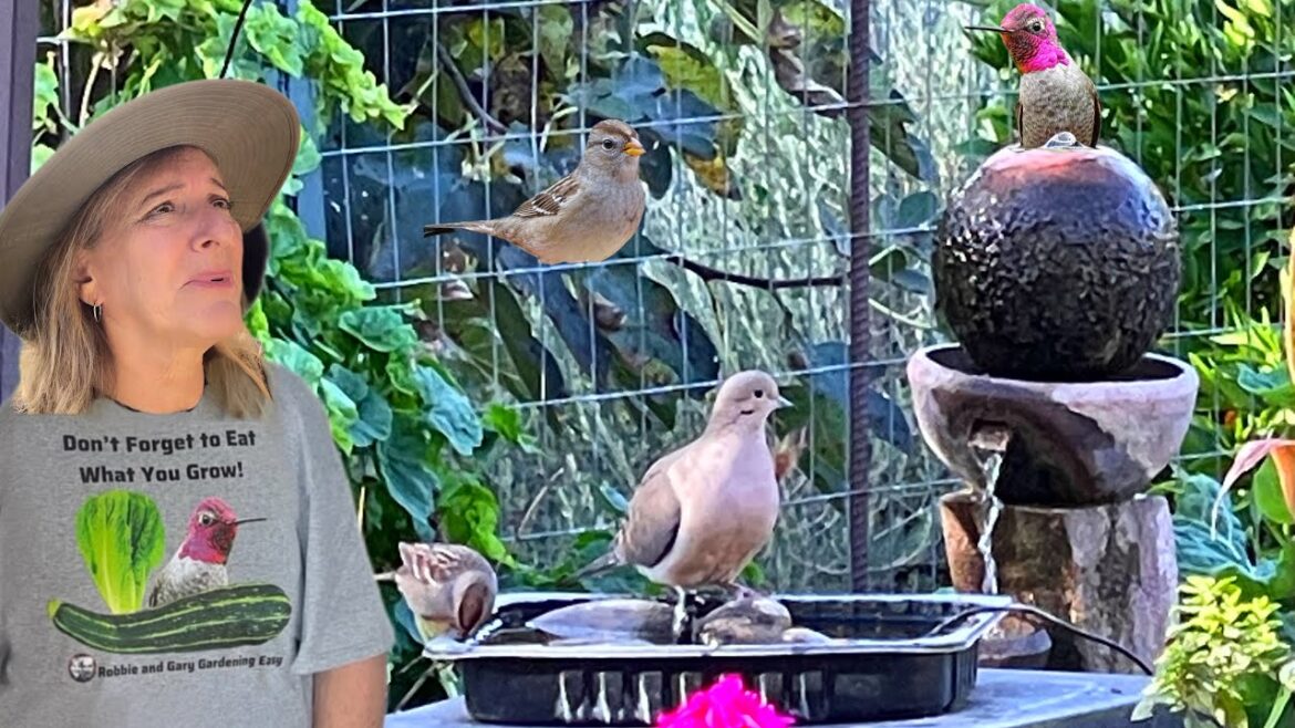 Morning Walk in the Bird Garden Growing Vegetables & Flowers & TIPS to Attract to Bird Feeder SAFE Morning Walk in the Bird Garden Growing Vegetables & Flowers & TIPS to Attract to Bird Feeder *SAFE*