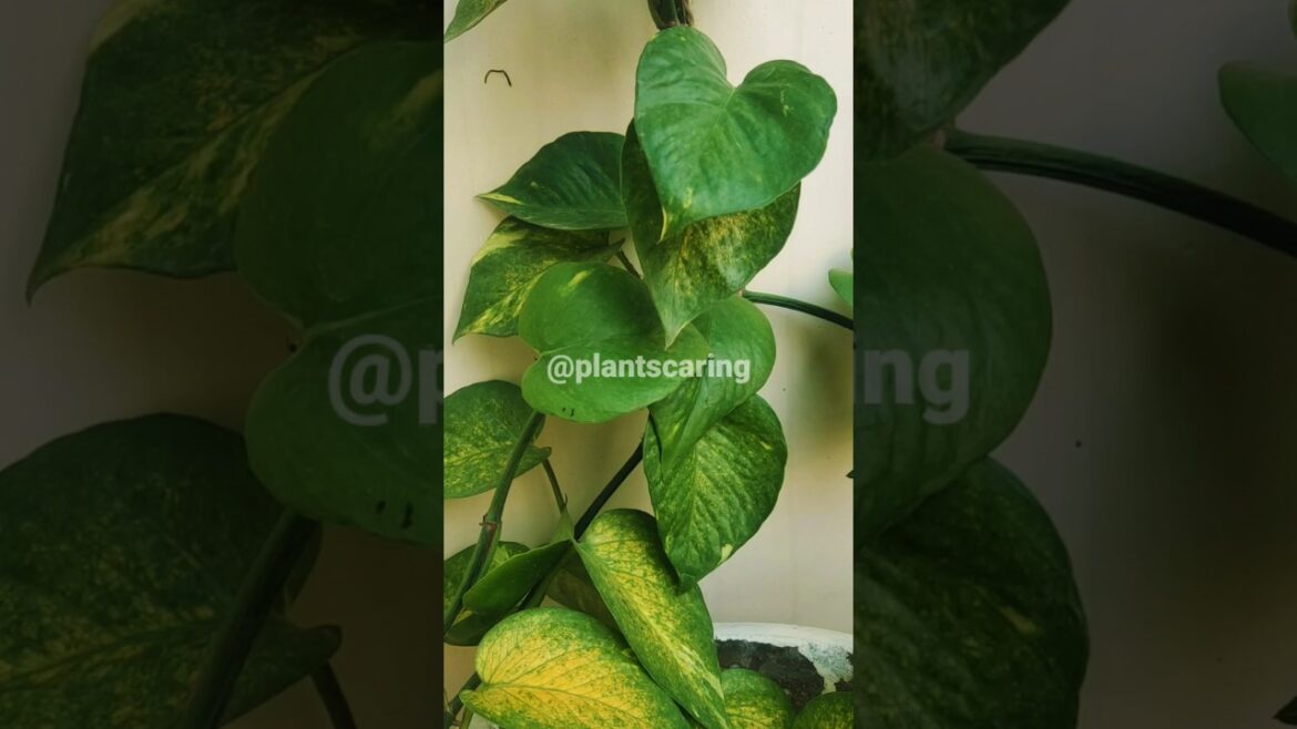 Tips for Money Plants Care  | सर्दियों में मनी प्लांट की देखभाल कैसे करें |#viral #shorts