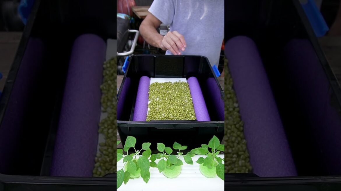 Pool Noodle Gardening #indoorgardening #sprouts