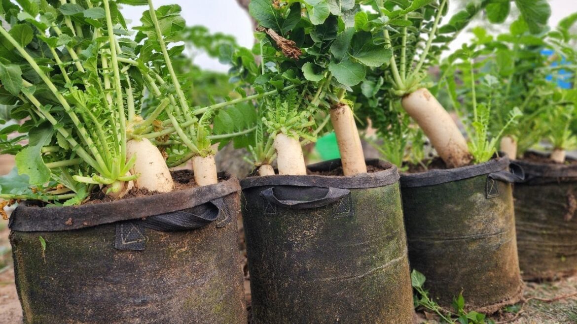Vegetable gardening in grow bags
