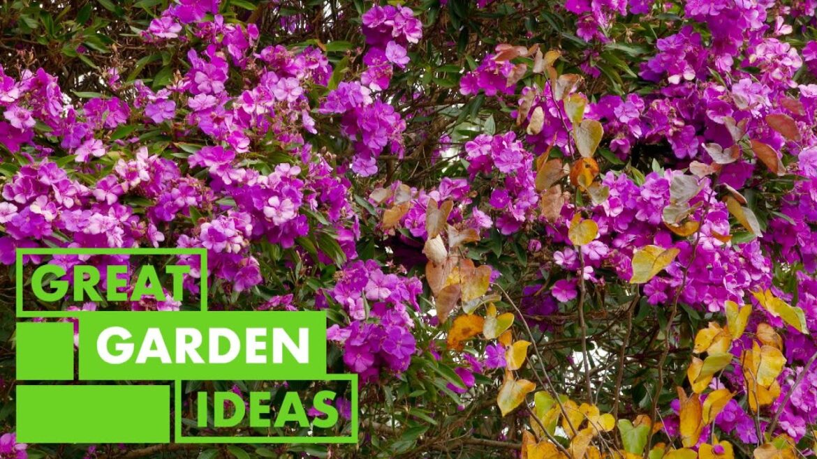 Purple plants in your Garden | GARDEN | Great Home Ideas Purple plants in your Garden | GARDEN | Great Home Ideas