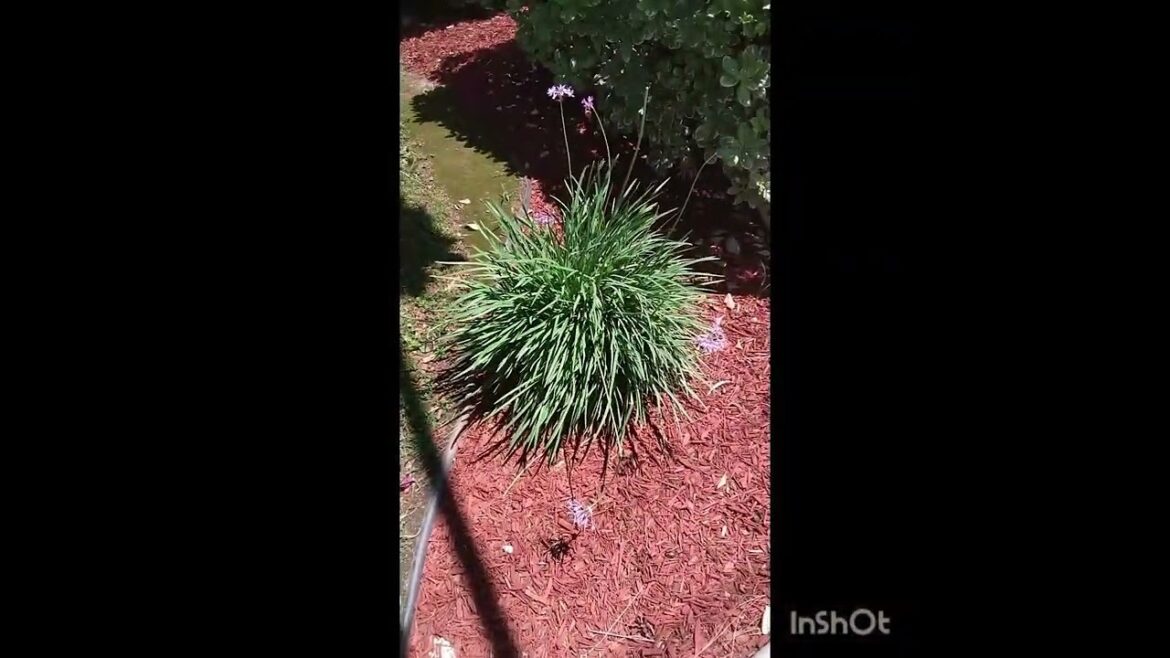 Front yard flowers & landscapes.