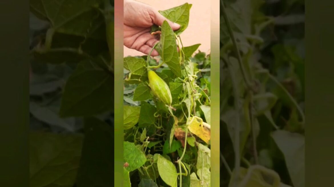 क्या छत पर उगाया जा सकता है परवल?How to grow pointedguard#shorts #rooftopgardening #howtogrow#garden