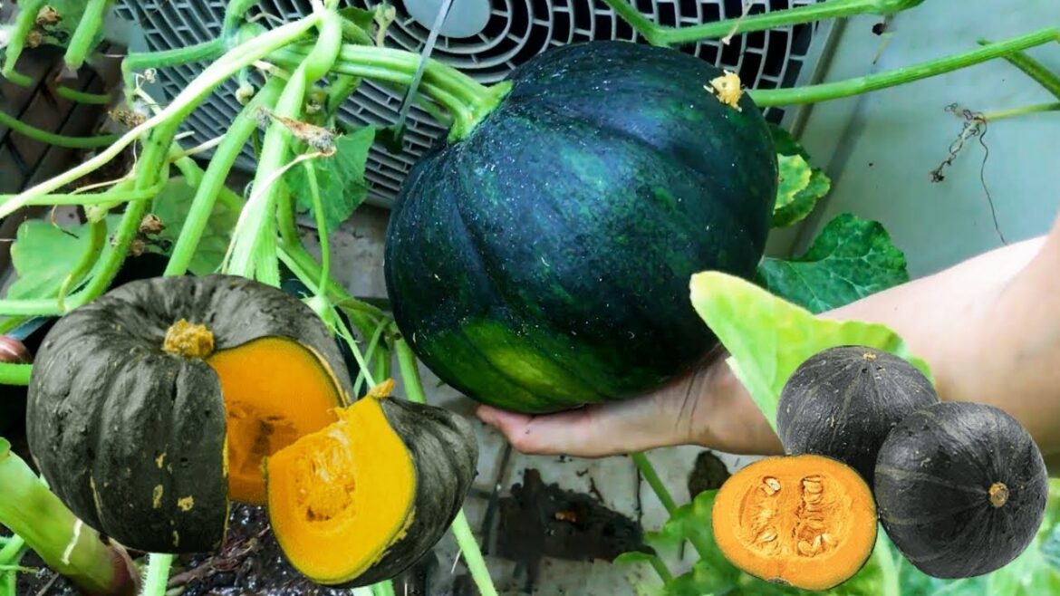Planting pumpkins on the balcony. Using this method, the pumpkins grow well