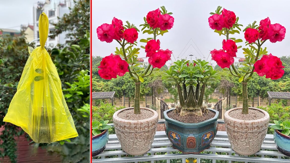 Propagate Stunningly beautiful garden.  Propagate flowers using unique methods Propagate Stunningly beautiful garden.  Propagate flowers using unique methods