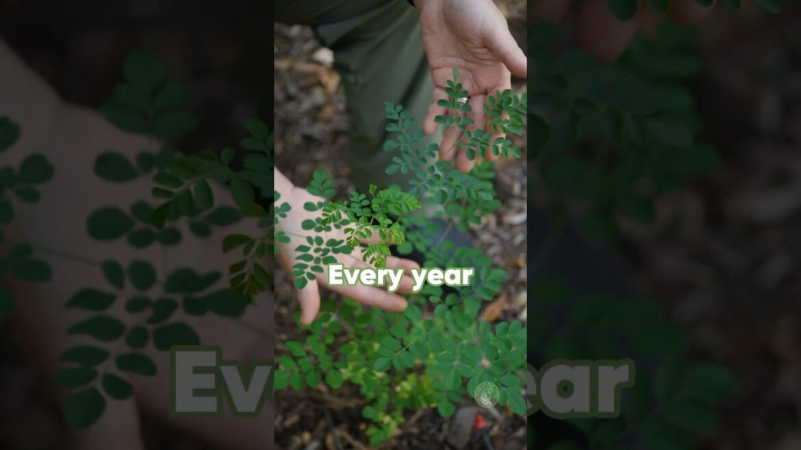 Why grow edible perennials? Why grow edible perennials?