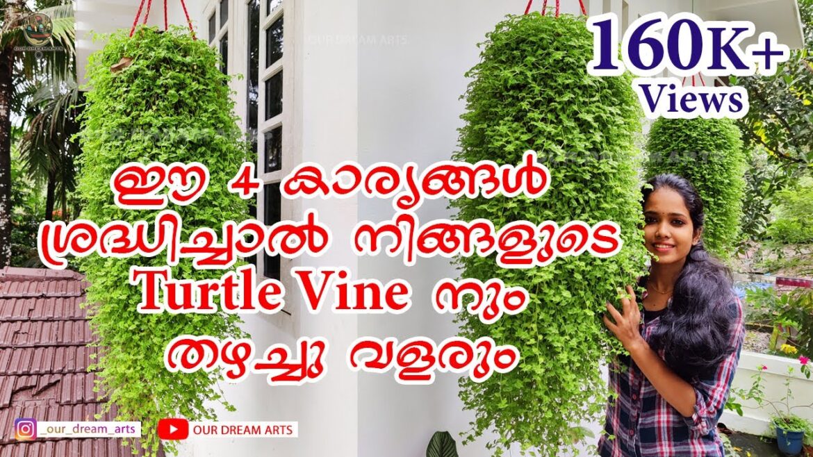 Evergreen Turtle Vine Care & Gardening Tips in Malayalam