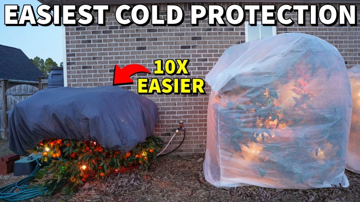 This Is The EASIEST Cold Protection Method In The World!