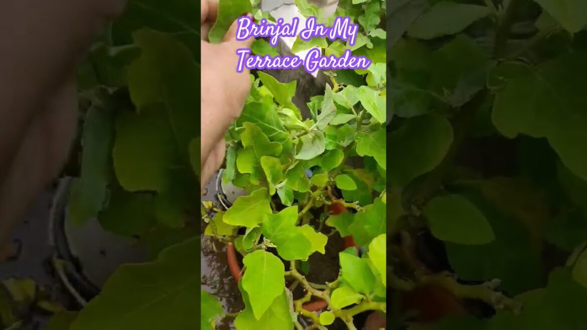 💠Brinjal, Eggplant In Our Terrace Garden! How To Grow Brinjal In A Pot! #eggplant #brinjal #garden ✅ 💠Brinjal, Eggplant In Our Terrace Garden! How To Grow Brinjal In A Pot! #eggplant #brinjal #garden ✅