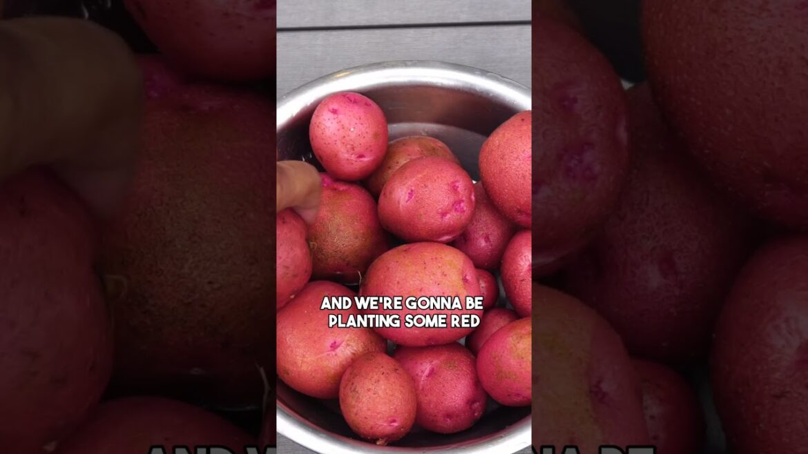 Grow Bag Potatoes: Easy Steps! Part 1 🥔🌿 #Shorts