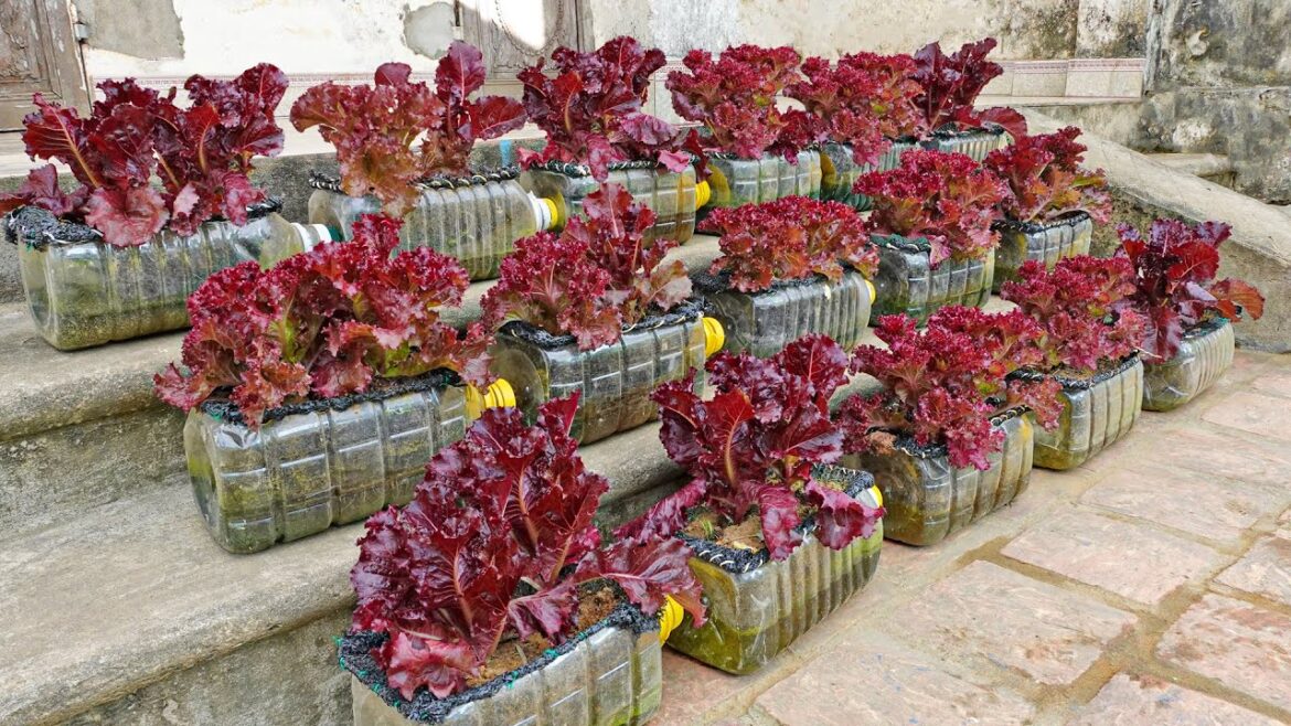 Great Ideas With Plastic Bottles, Have A Beautiful Vegetable Garden Without Watering Great Ideas With Plastic Bottles, Have A Beautiful Vegetable Garden Without Watering