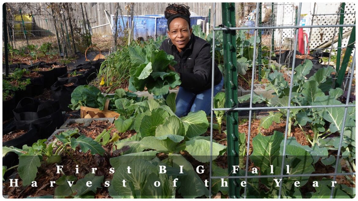 First Big Fall Urban Garden Harvest First Big Fall Urban Garden Harvest