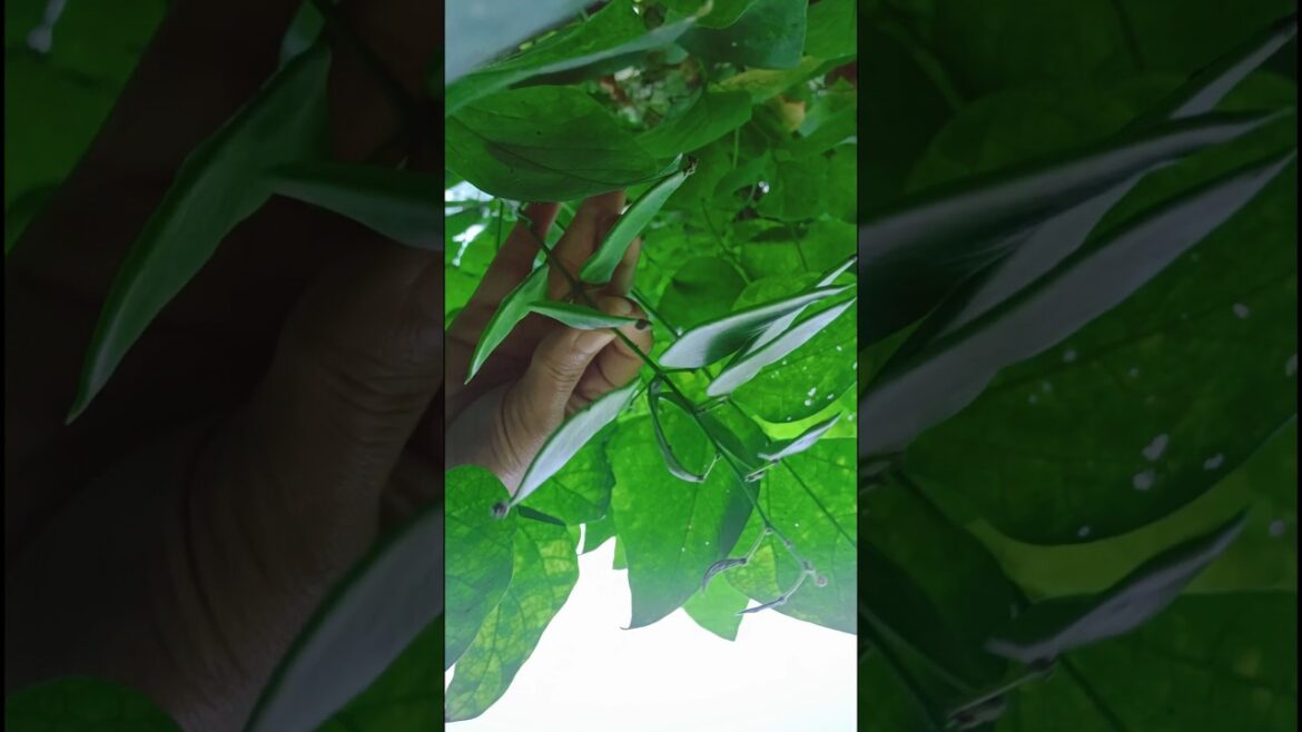 Indian Bean 🫘 at Vegetable Garden 🏡 #youtubeshorts #plants #gardening #vegetables #shorts