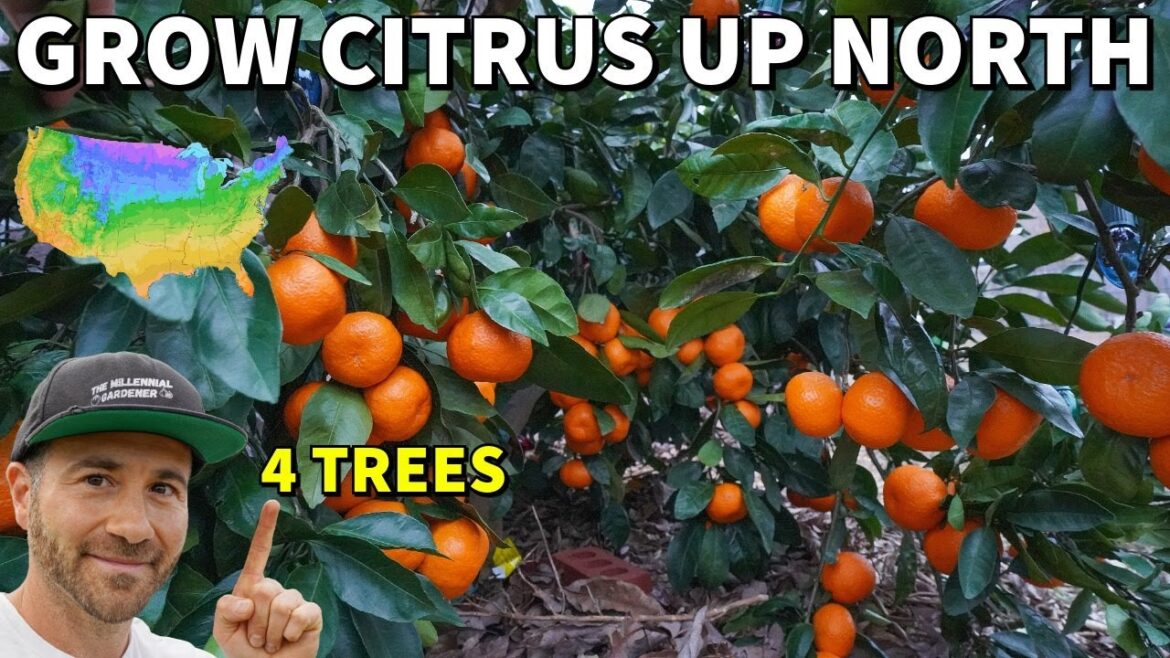 4 CITRUS TREES That Northern Gardeners Can Actually Grow!
