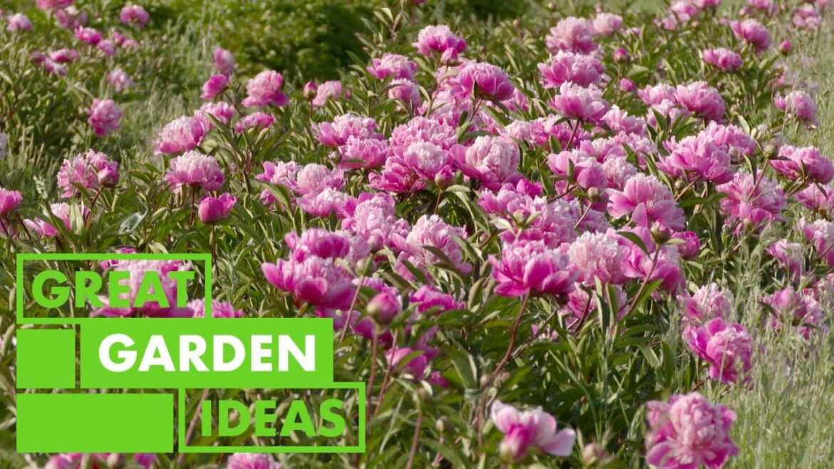 Peony 101 | GARDEN | Great Home Ideas