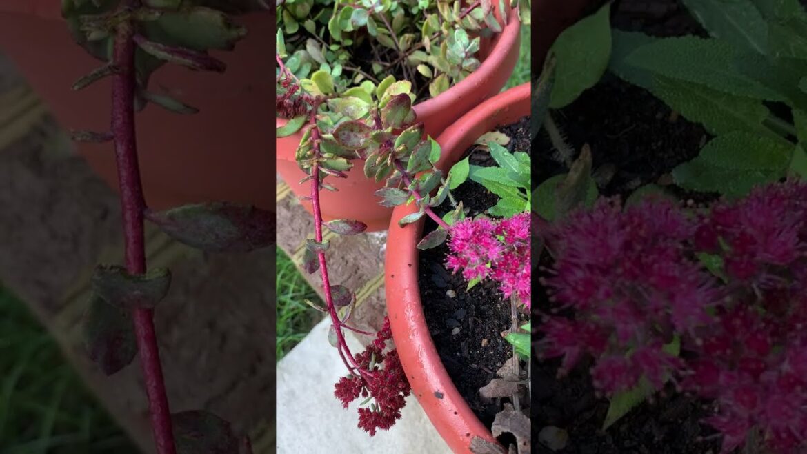 Thirsty Squirrels Like Succulents! #sedum #containergardening